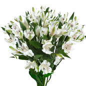 Alstroemeria White