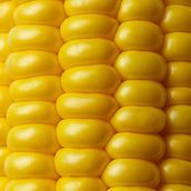 Corn Stick