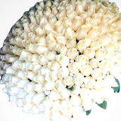 1000 White Roses