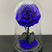 Blue Color Forever Rose 093