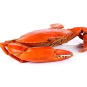 Crab