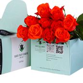 Spritz - Green Box