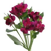 Alstroemeria Purple Flowers D70