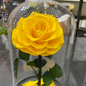 Yellow Color Forever Rose