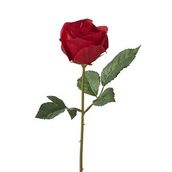Single Red Rose