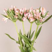 Alstromeria Pink