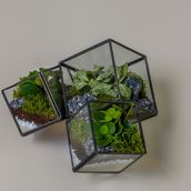 Tri-cube Terrarium