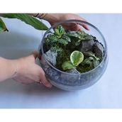 Medium Open Face Terrarium