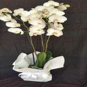 Phalaenopsis Plant 3 Stem
