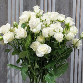 White Baby Rose