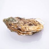 Oyster