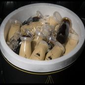 Artista Box