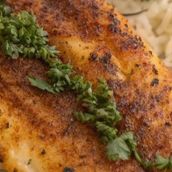 Hamour fillet
