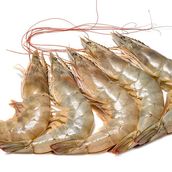 Shrimp Large