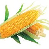 Corn 