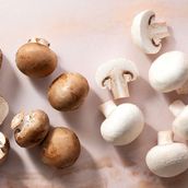 Mushroom