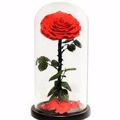 Infinity red rose