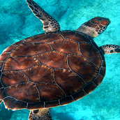 Protect Our Oceans