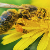 Protect Our Bees