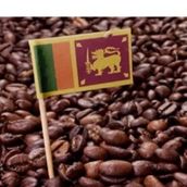 Sylany Coffee  No 17