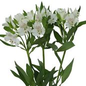 Alstroemeria White Flowers D66
