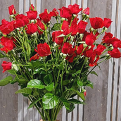 Red Baby Rose