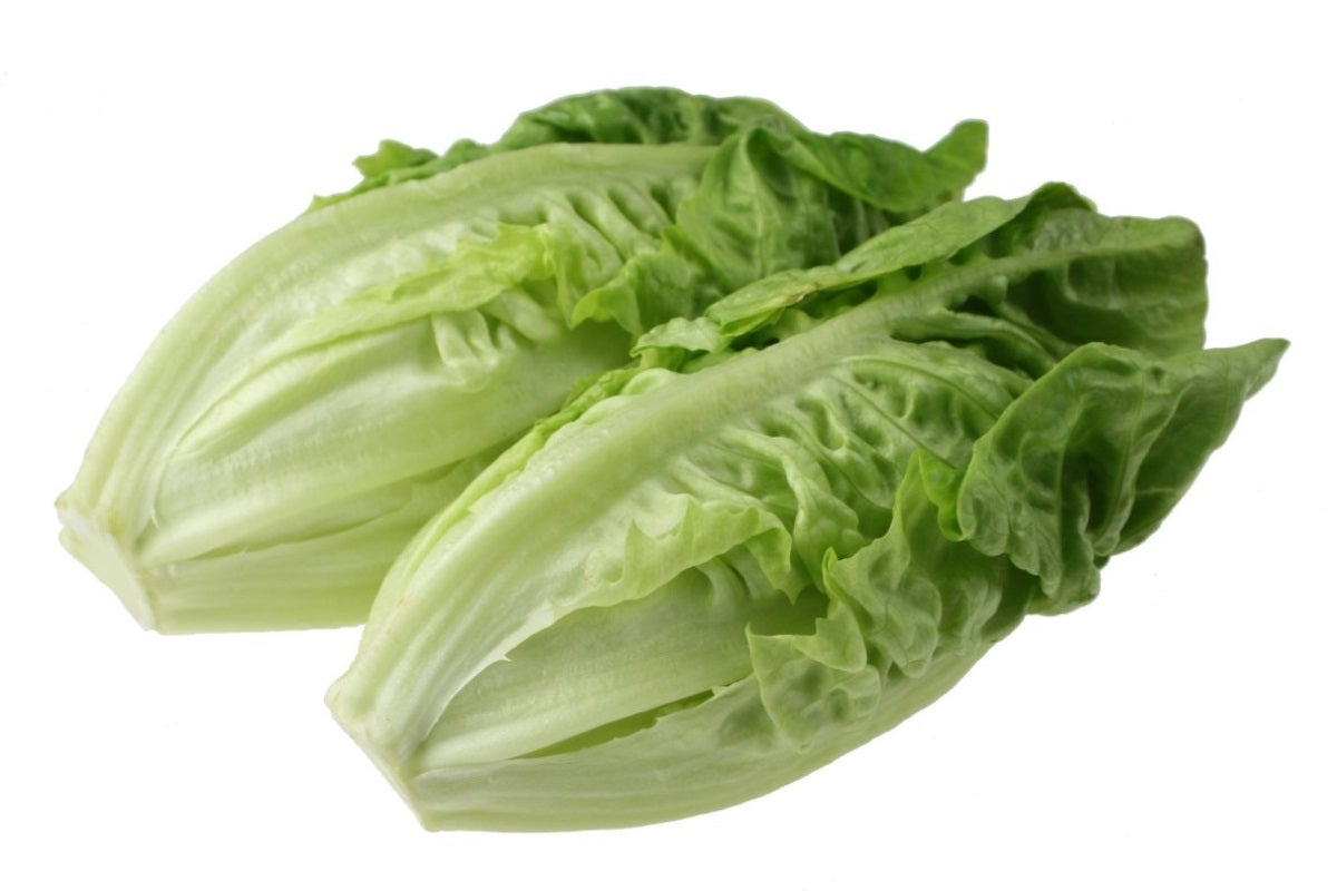 LETTUCE