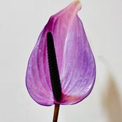 Anthurium Previa