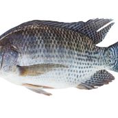 Tilapia