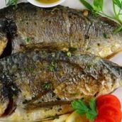 Seabream Fish