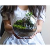 Medium Classic Terrarium