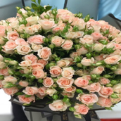 Baby Rose Blush Mother's Day