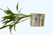 Betta Fish with Bamboo