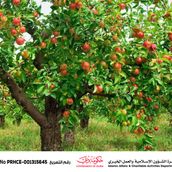 Sustainable food supply