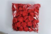 Scattered red rose