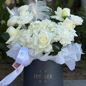 Graceful White