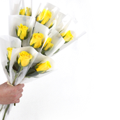 Yellow Roses Distributions