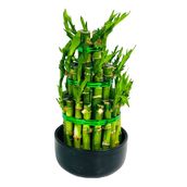 Lucky Bamboo Pyramid Large