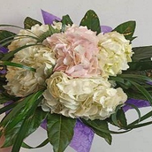 Pink And White Hydrangea