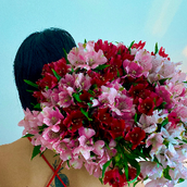 Alstroemeria Bunch