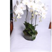3 Big White Orchid Vase Arrangement