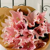 Lily Pink