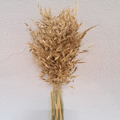 Avena Gold