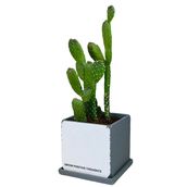 Positive Prickly Pear 