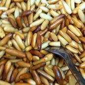 Pine Seed