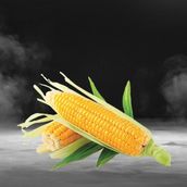 Boiled corn