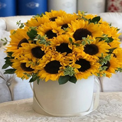 24 Amazing Sun Flower Box So-02