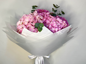 Five Hydrangeas