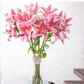 Lilium Vasa