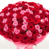 85 Red And Pink Rose (bdc-3)